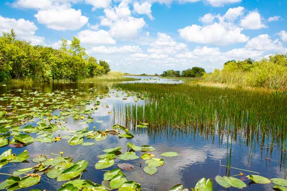 Oferta: Everglades + Tour panorâmico + Casas dos Famosos
