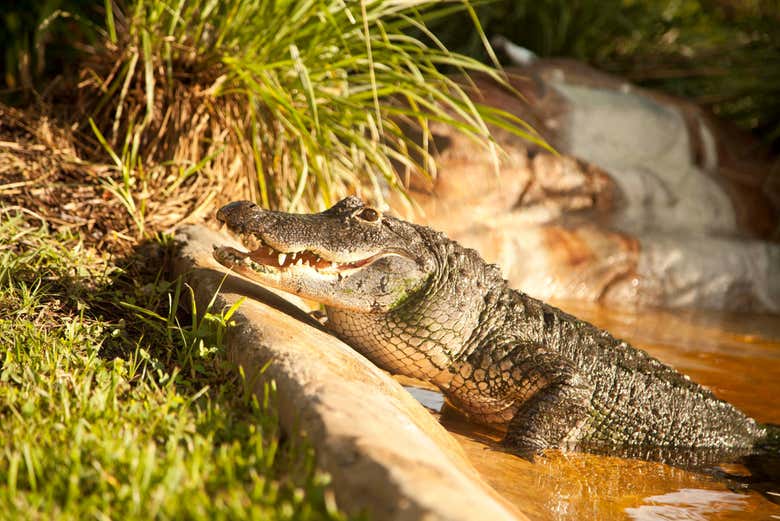 Entre jacarés e crocodilos
