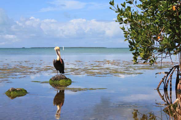 Excursão aos Everglades + Passeio de barco pelas Casas dos Famosos